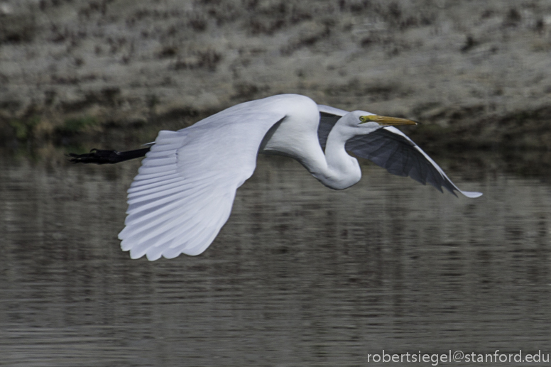 egret in flight